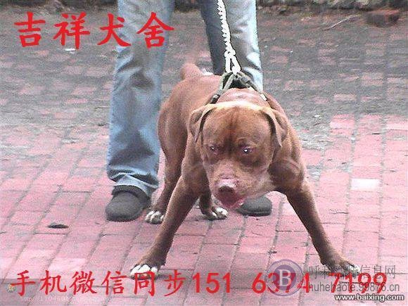 血统比特犬 鳄鱼 手枪 阿德曼 咬口好 价格优惠