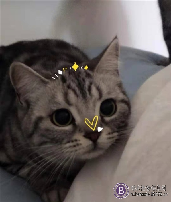 猫猫有偿领养