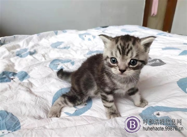 猫猫有偿领养