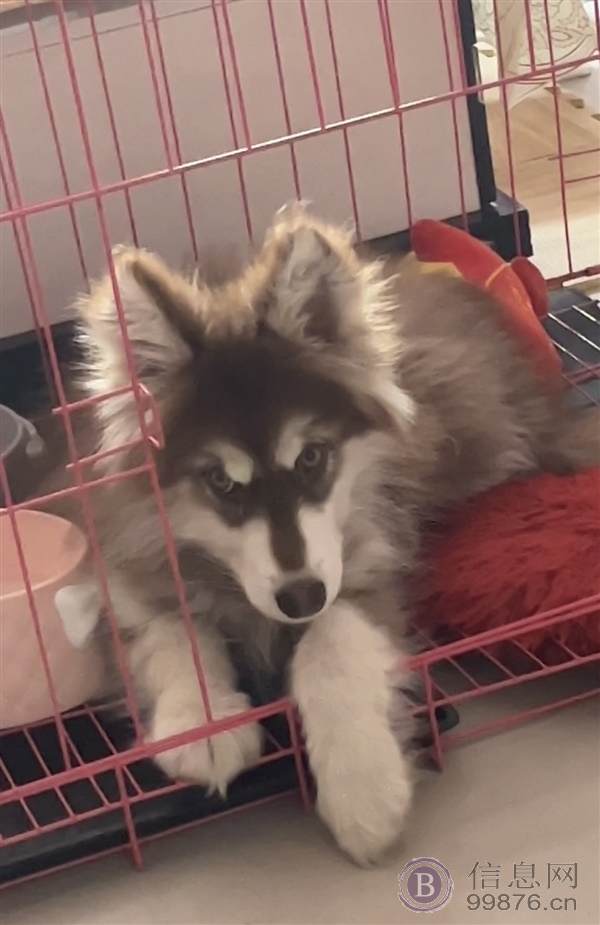 狗狗有偿领养